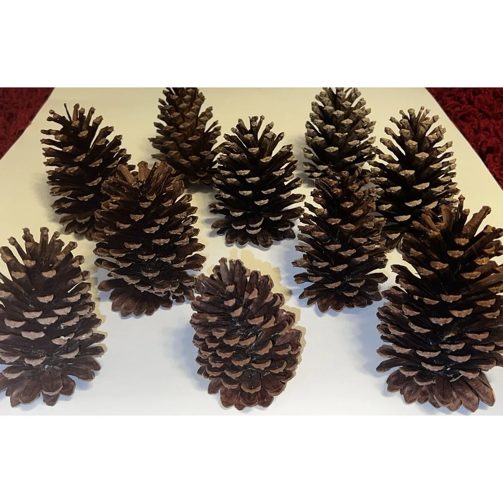 Bundle Of 18 PineCones Handpicked Washed Sun-dried Excellent Condition